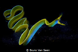 Swimming ribbon eel by Bruno Van Saen 